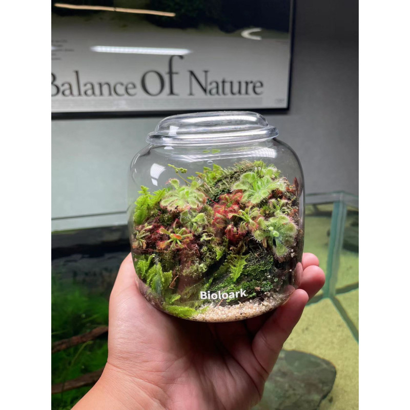 bioloark-bubble-cup-mini-bio-bottle-terrarium-จัดสวนในขวดแก้ว-ขวดโดมแก้ว-สวนขวด-สวนจิ๋ว-เทอทาเรี่ยม-ตู้ไม้ชื้น-bio-loark