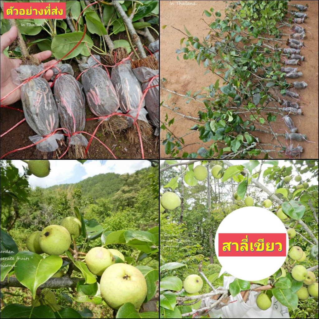 1กิ่งตอน-กิ่งตอน-สาลี่เขียว-พันธุ์-โตโตริ-tottori-pear-สาลี่-ต้นสาลี่-พิสุทธิ์