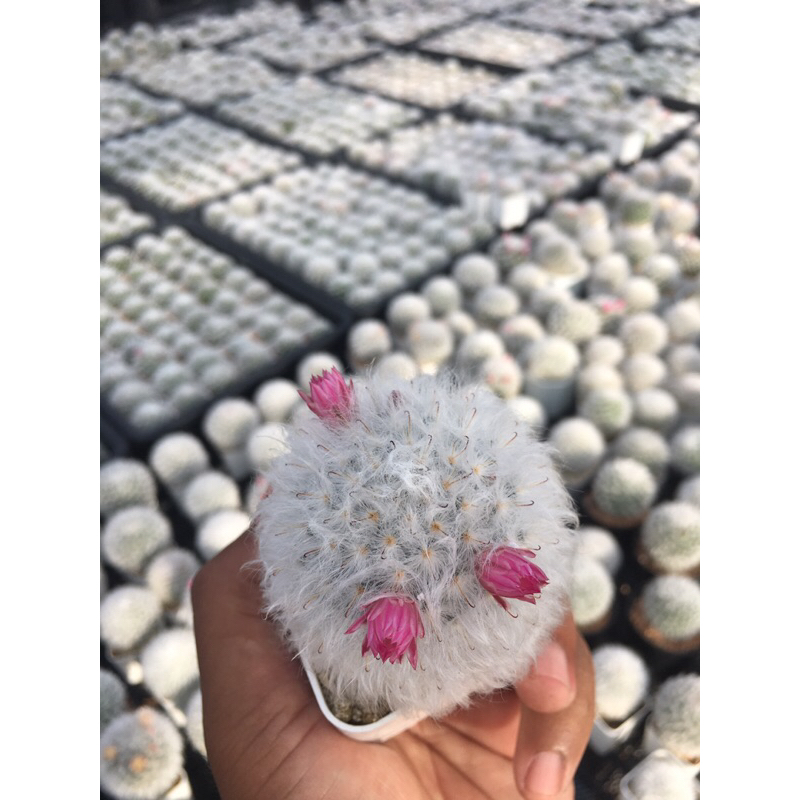 แมมขนแกะ-mammillaria-bocasana-cv-multilanata-พ่อค้าคัดให้ครับ