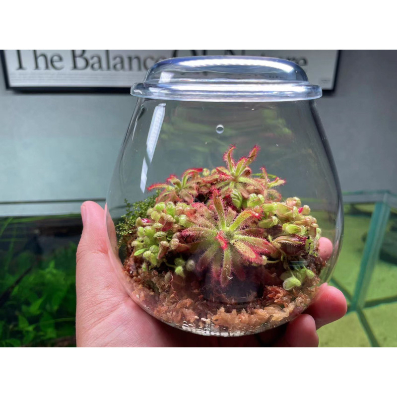 bioloark-bubble-cup-mini-bio-bottle-terrarium-จัดสวนในขวดแก้ว-ขวดโดมแก้ว-สวนขวด-สวนจิ๋ว-เทอทาเรี่ยม-ตู้ไม้ชื้น-bio-loark