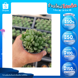 🎉เหลือ 17.- กรอกโค้ดDET50MAR ] ฮาโวเทีย ซิมบิฟอร์มิส (Haworthia cymbiformis) อยู่ในกระถาง 2.5นิ้ว