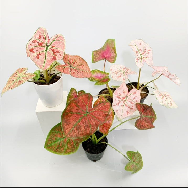 บอนสี-100เมล็ด-mixed-colors-caladium-seeds-flower-seed-บอนสีหายาก-ต้นไม้มงคล-ต้นไม้ฟอกอากาศ-พันธุ์ไม้หายาก