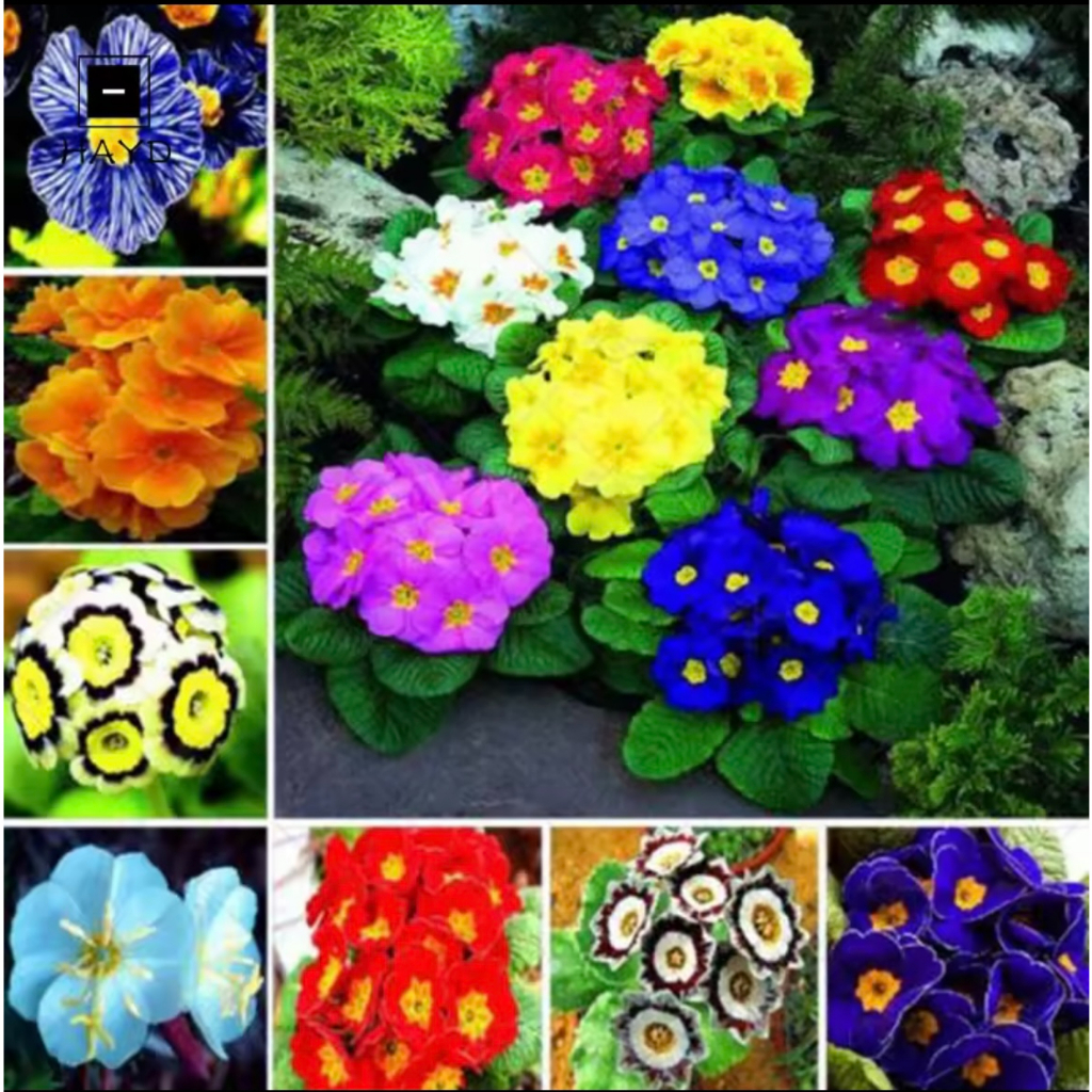 เมล็ดพริมโรสผสมสี-100-เมล็ด-mixed-color-primula-seeds-ไม้กระถางระเบียงสวนออกดอกเย็นบึกบึนปลูกง่าย-เมล็ดดอกไม้สวย