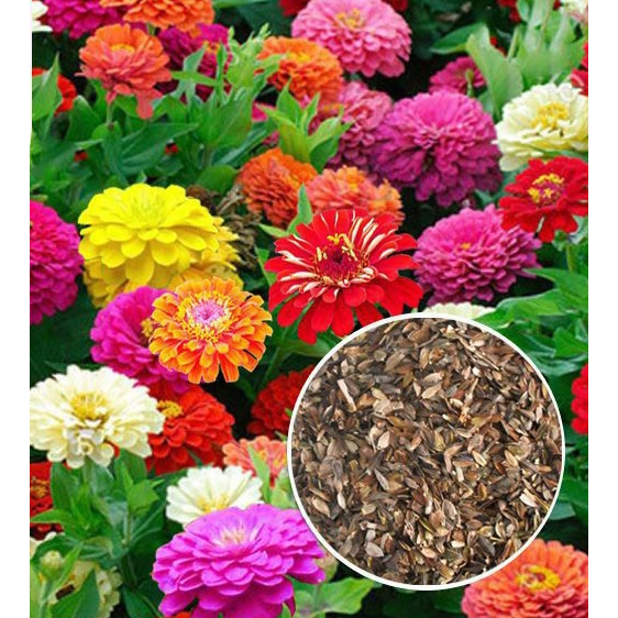 เมล็ดพันธุ์-ดอกบานชื่นคละสี-20-เมล็ด-mixed-zinnia-flower-seed-เมล็ดพันธุ์แท้-ดอกบานชื่นซ้อน-เมล็ดบานชื่น