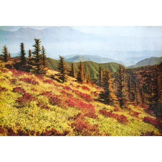 โปสเตอร์ รูปถ่าย ภูเขา ทุ่งหญ้า ดอกไม้ วิว ธรรมชาติ Landscapes Nature POSTER 21”x30” Inch Beautiful Mountain Wallpaper
