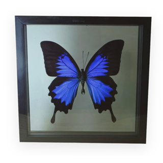 ผีเสื้อสต๊าฟ กรอบไม้กระจกสองด้าน (Papilio ulysses)