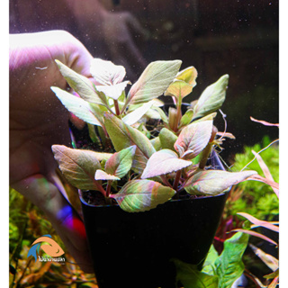 (ของใหม่) ต้นไม้น้ำลิมโนฟิลลา รูโกซา แดง limnophila rugosa Red