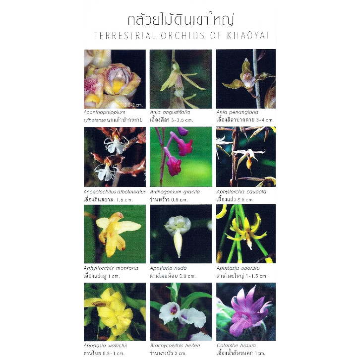 c111-กล้วยไม้เขาใหญ่-orchids-of-khaoyai-9786165945448