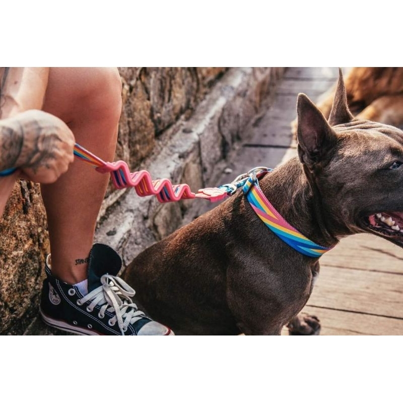 พรีออเดอร์-zeedog-shock-absorbent-dog-ruff-leash-สายจูงลดแรงกระแทก-ลดแรง-ดึง-สำหรับ-สุนัข-จาก-zee-dog