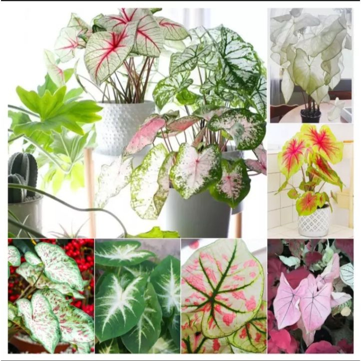 บอนสี-100เมล็ด-mixed-colors-caladium-seeds-flower-seed-บอนสีหายาก-ต้นไม้มงคล-ต้นไม้ฟอกอากาศ-พันธุ์ไม้หายาก