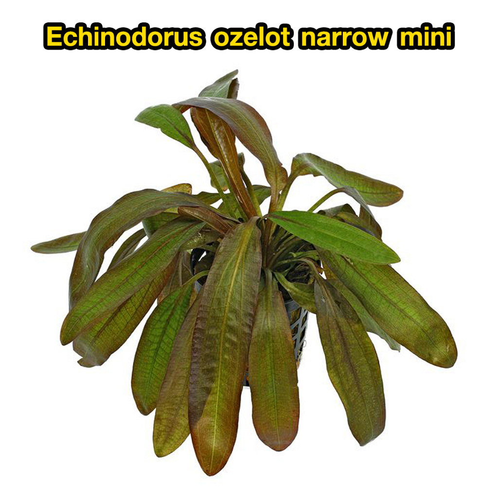 echinodorus-ozelot-narrow-mini-ต้นไม้น้ำ-อะเมซอนโอเซลอตใบแคบ-พืชน้ำ