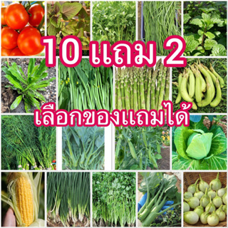 เมล็ดพันธุ์ผักไทย ผักใบเขียว ซื้อ10 ได้ถึง 12