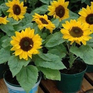 เมล็ดพันธุ์ ทานตะวันแคระ 50 เมล็ด Big Smile Sunflower Seed เมล็ดพันธุ์แท้100%