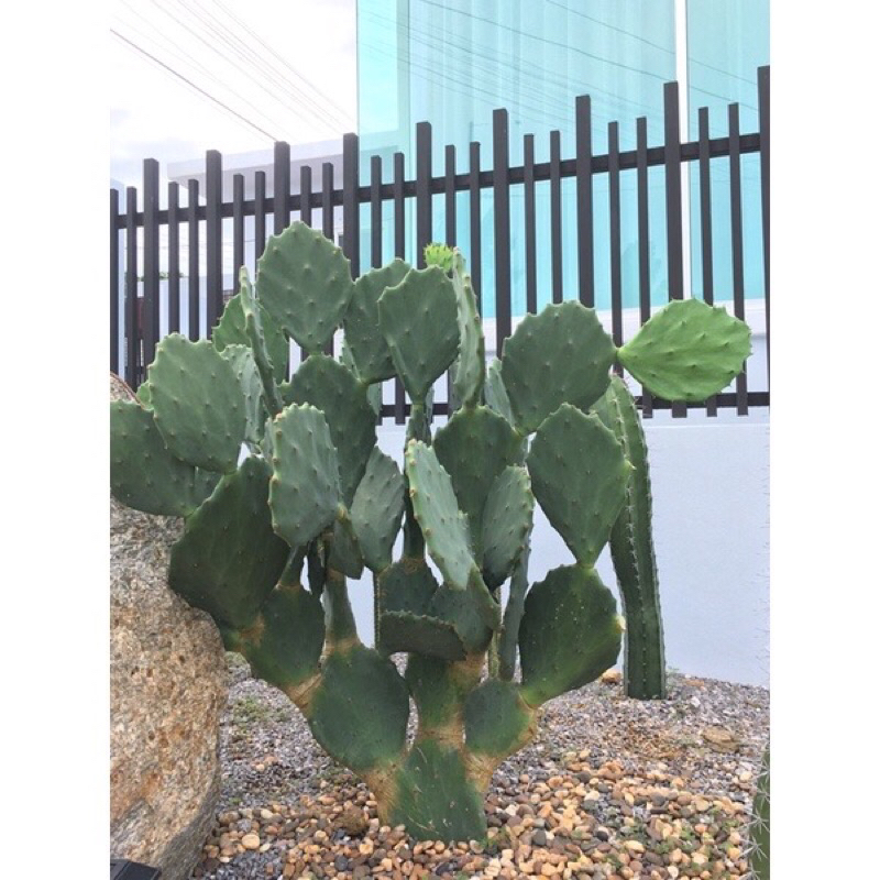 โอพันเทียโอลเม็กซิโก-opuntia-old-mexico-ขายแบบมีรากแล้ว