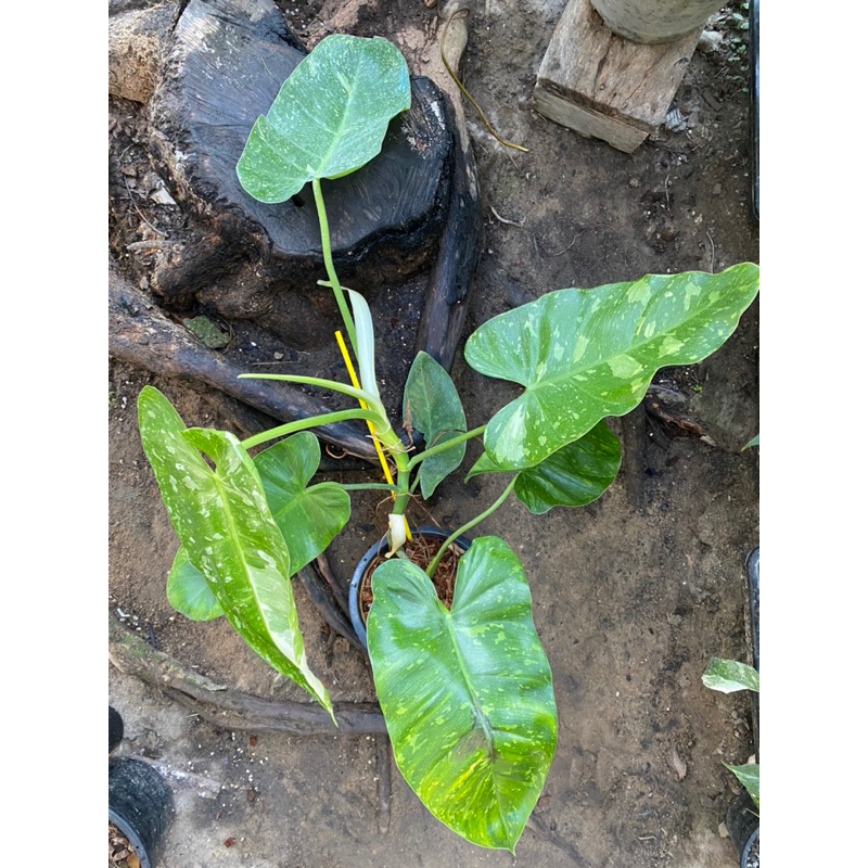 philodendron-jose-buono-ฟิโลจอสบรูโน่