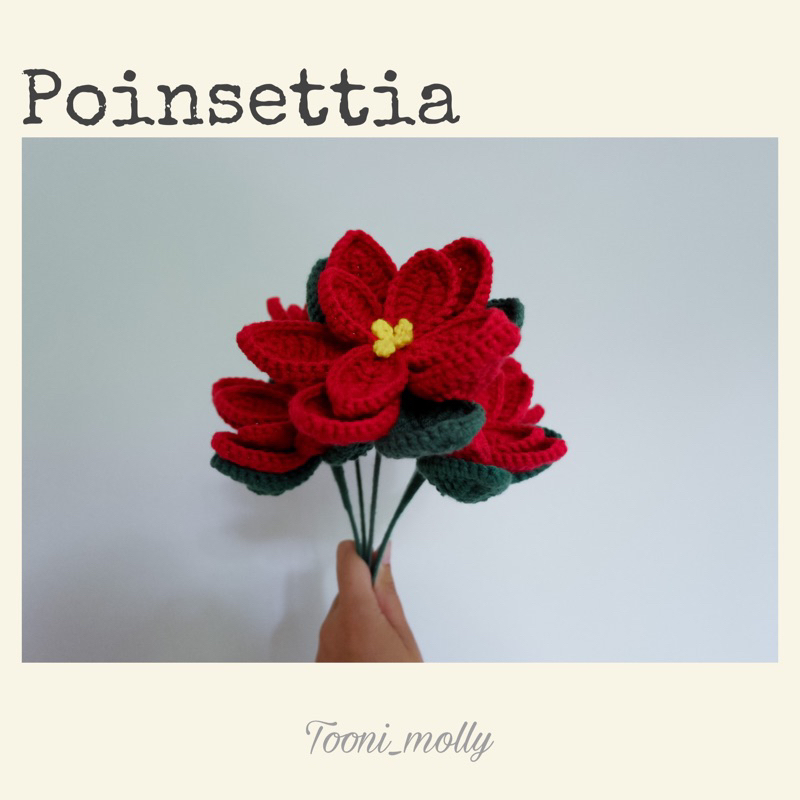 ดอกคริสต์มาสหรือพอยน์เซตเทีย-poinsettia