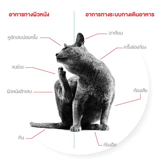 royal-canin-anallergenic-cat-2-kg-รักษาภาวะภูมิแพ้อาหาร-สําหรับแมวโต-อายุ-1-ปีขึ้นไป-สินค้าพร้อมส่ง