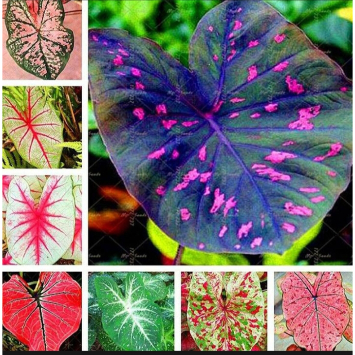 บอนสี-100เมล็ด-mixed-colors-caladium-seeds-flower-seed-บอนสีหายาก-ต้นไม้มงคล-ต้นไม้ฟอกอากาศ-พันธุ์ไม้หายาก