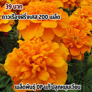 ดาวเรืองฝรั่งเศส สีส้ม (Orange) 200 เมล็ด ปลูกง่ายดุแลง่าย