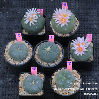 โลโฟ Lophophora ส่งทั้งกระถาง เลือกต้นได้ ไม้ชุด 18 กุมภาพันธ์ 66