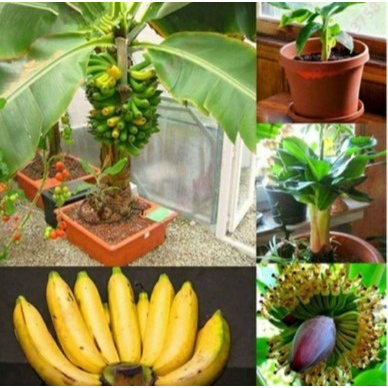 50-เมล็ด-เมล็ดพันธุ์ต้นกล้วยแคระ-ต้นกล้วย-กล้วยหอมกล้วยจิ๋ว-ต้นไม้ประดับ-ต้นไม้มงคล