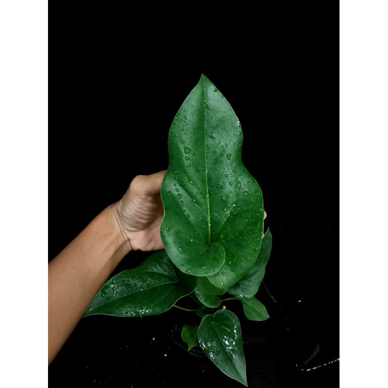 anthurium-brownii-หน้าวัวบราวนี่-ราคาถูก