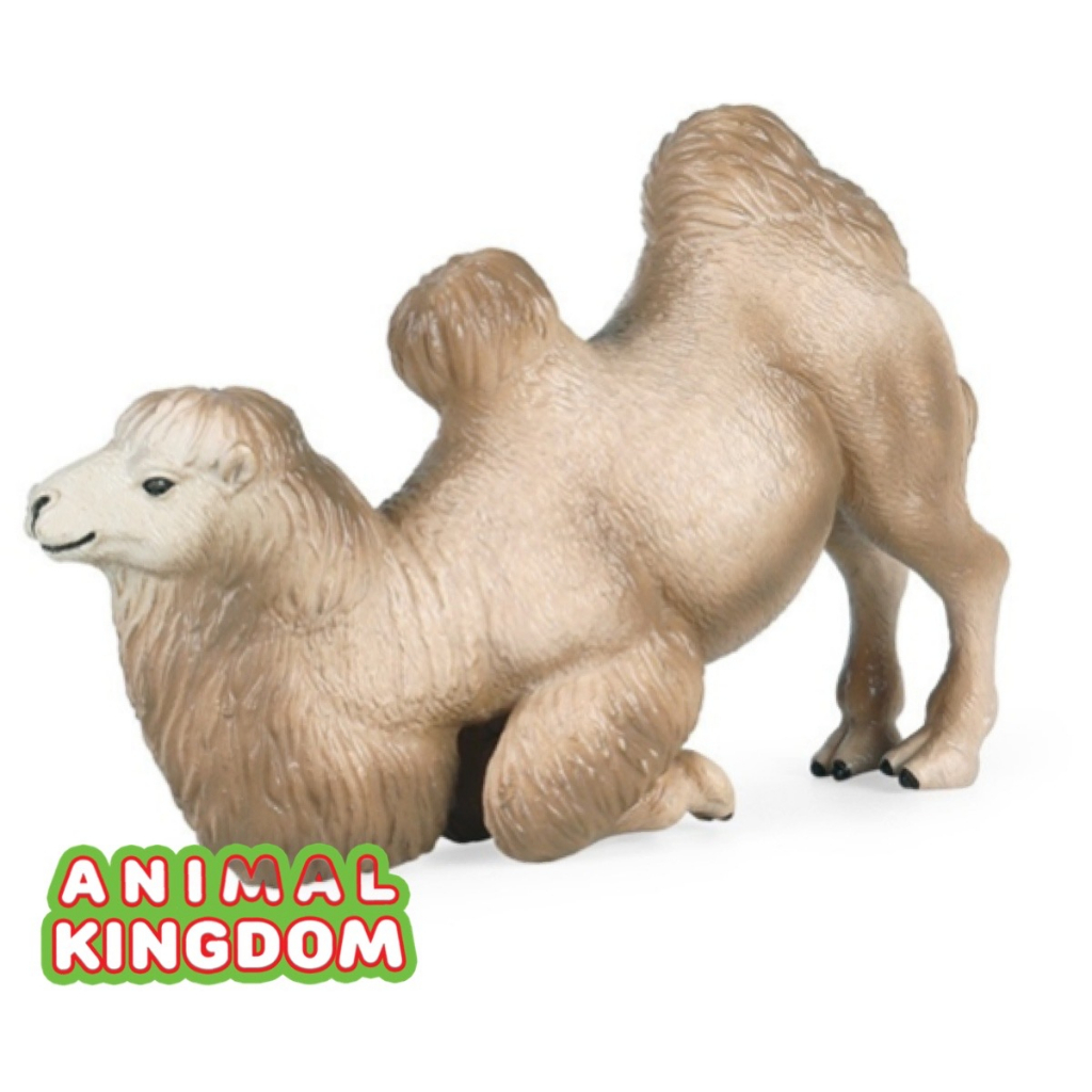 animal-kingdom-โมเดลสัตว์-อูฐ-สองหนอก-หมอบครีม-ขนาด-14-00-cm-จากหาดใหญ่