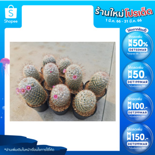 🎉เหลือ 25.- กรอกโค้ดDET50MAR ] แมมบอมไบเซียน่า ดอกสีชมพู (Mammillaria bombycina) ในกระถาง 3นิ้ว