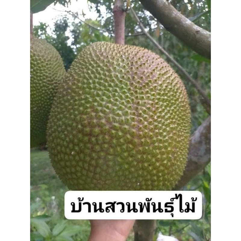 ต้นขนุนยวงยักษ์-บ้านสวนพันธุ์ไม้