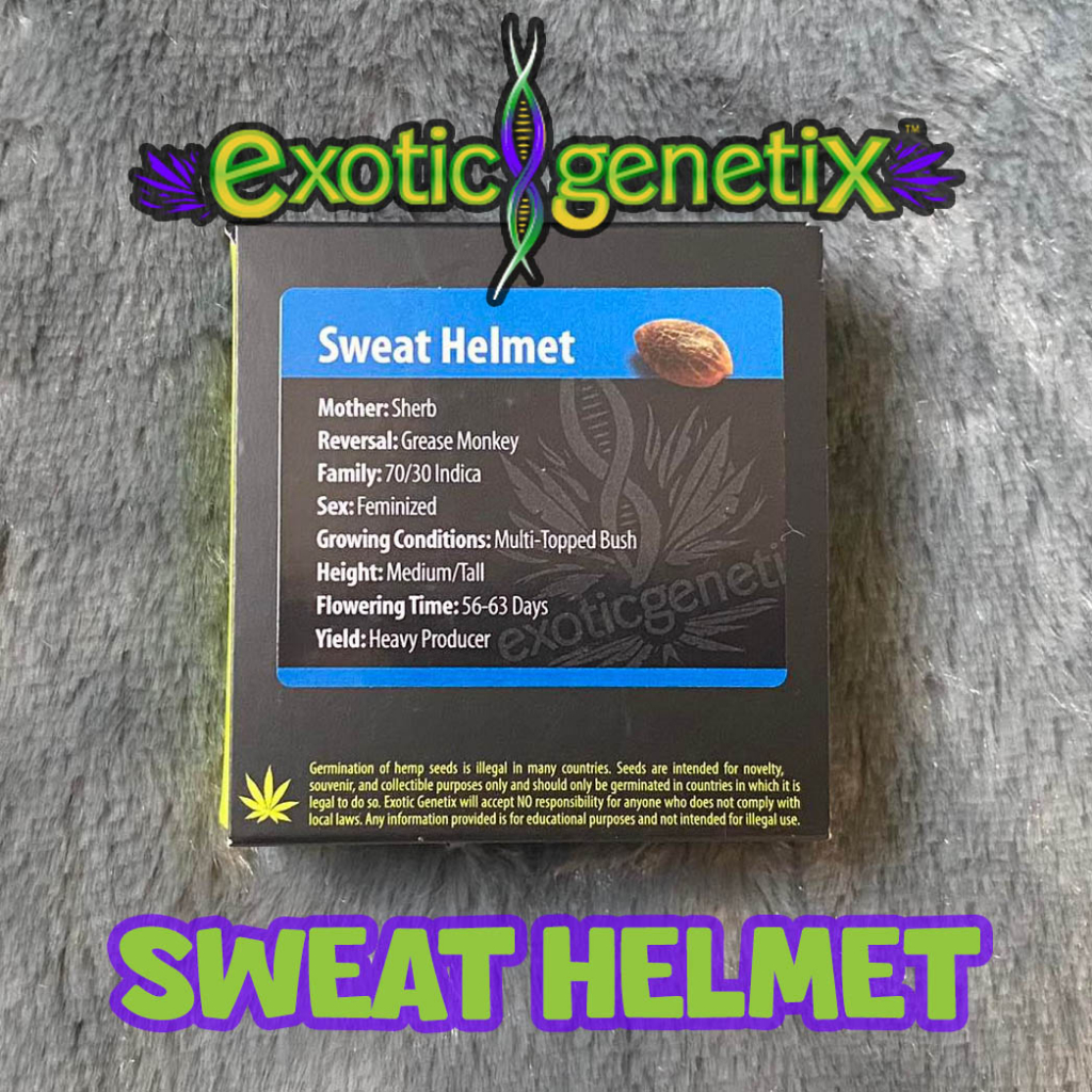 เมล็ดกัญชา Exotic Sweat Helmet Fem Cannabis Seeds (Pack of 6) Shopee Thailand