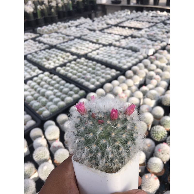 แมมขนแกะ-mammillaria-bocasana-cv-multilanata-พ่อค้าคัดให้ครับ