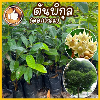 ต้นพิกุลทอง ไม้มงคล ดอกหอม ต้นสูง 15-20 ซม.(มีขั้นต่ำในการสั่งซื้อ) รับประกันสินค้าเสียหายมีเคลม