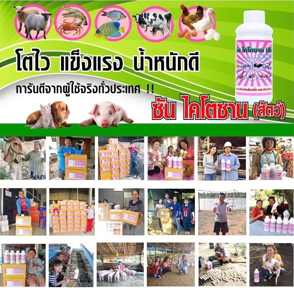 10แถม2-ซันไคโตซานสัตว์-ขวดล่ะ1ลิตร-ส่งฟรี-ผลิตใหม่