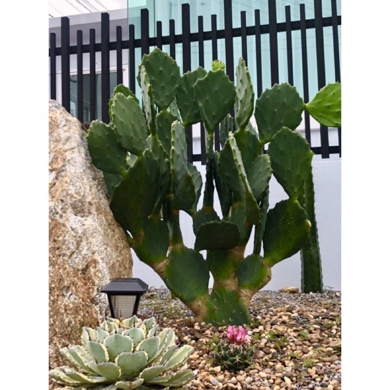 โอพันเทียโอลเม็กซิโก-opuntia-old-mexico-ขายแบบมีรากแล้ว