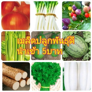 เมล็ดพืชพันธุ์ผัก ผักสวนครัว ต่างๆ มีหลายชนิดให้เลือกสรร ตามที่เราสนใจอยากปลูกแต่งสวน สินค้าพร้อมส่ง สั่งไวส่งไว