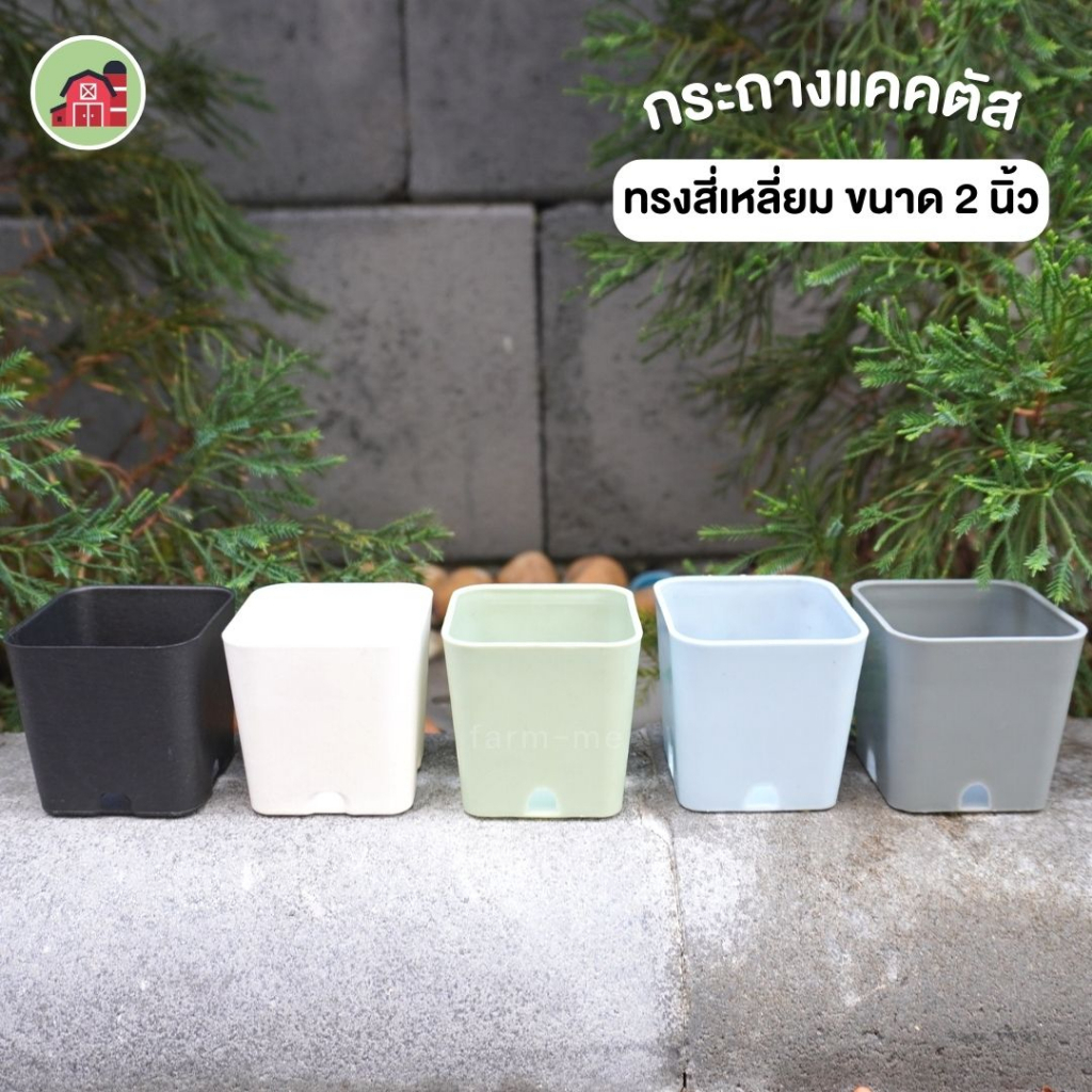 กระถางเหลี่ยม-2-กระถางแคตตัส-100ใบ-ส่งของทุกวัน