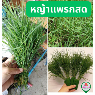 หญ้าแพรกสด ตัดตามออเดอร์ก่อนส่ง ถวายพระพิฆเนศ ชุด 3 กำ (1 กำมี 45-50 ยอด )