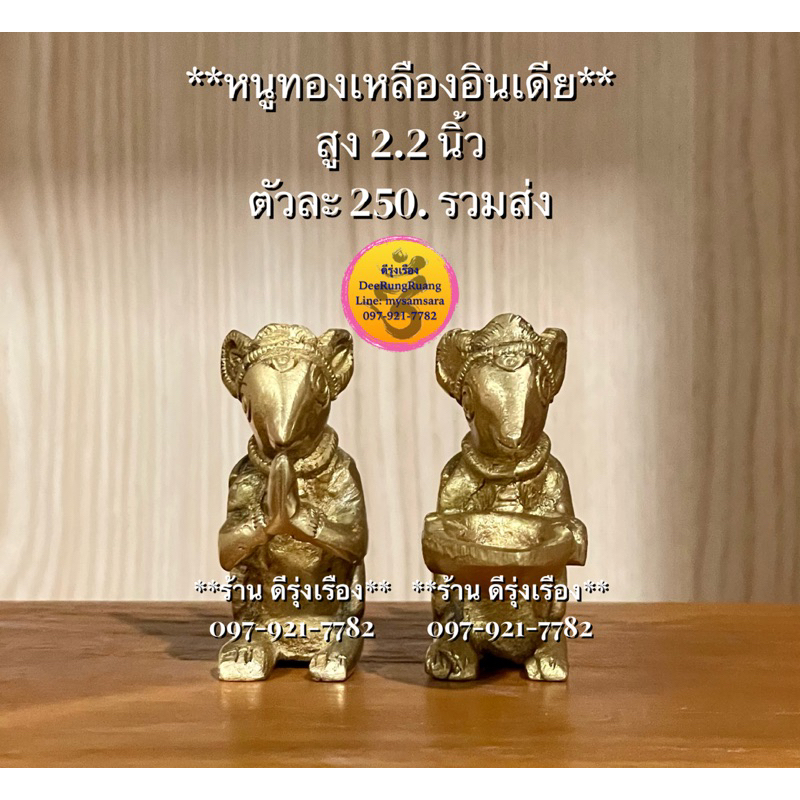 หนูทองเหลืองอินเดีย-สูง-2-2-นิ้ว