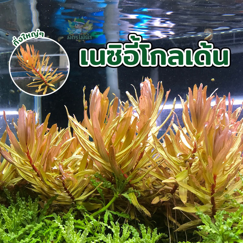 เนซิอี้-โกลเด้น-ใบน้ำ-กิ่งละ35บาท-ไม้น้ำราคาถูก