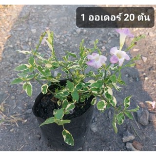 บุษบาฮาวายด่าง 1 ออเดอร์ 20 ต้น