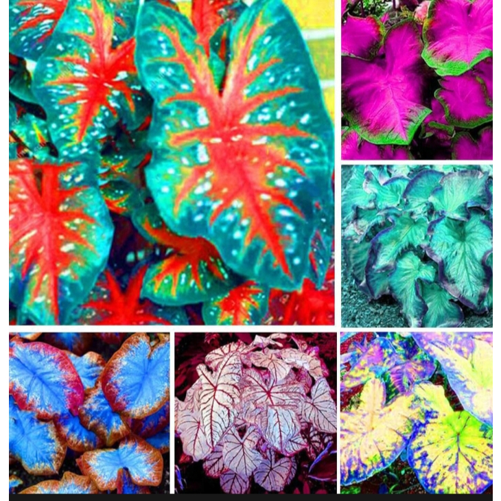 บอนสี-100เมล็ด-mixed-colors-caladium-seeds-flower-seed-บอนสีหายาก-ต้นไม้มงคล-ต้นไม้ฟอกอากาศ-พันธุ์ไม้หายาก