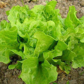 เมล็ดพันธุ์ผักสลัด คุณภาพดี ราคาถูก 100 เมล็ด Lettuce Seeds เมล็ดบอนสี บอนสีหายาก เมล็ดพันธุ์ผัก