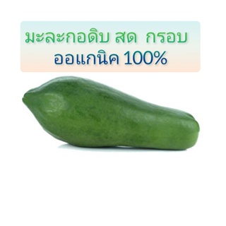 มะละกอดิบ  สด  กรอบ  ปลูกแบบธรรมชาติไม่ใช้สารเคมี  ออแกนิค 100%  ลูกละ 20 บาท(ขั้นต่ำ 2ลูกนะค่ะ)