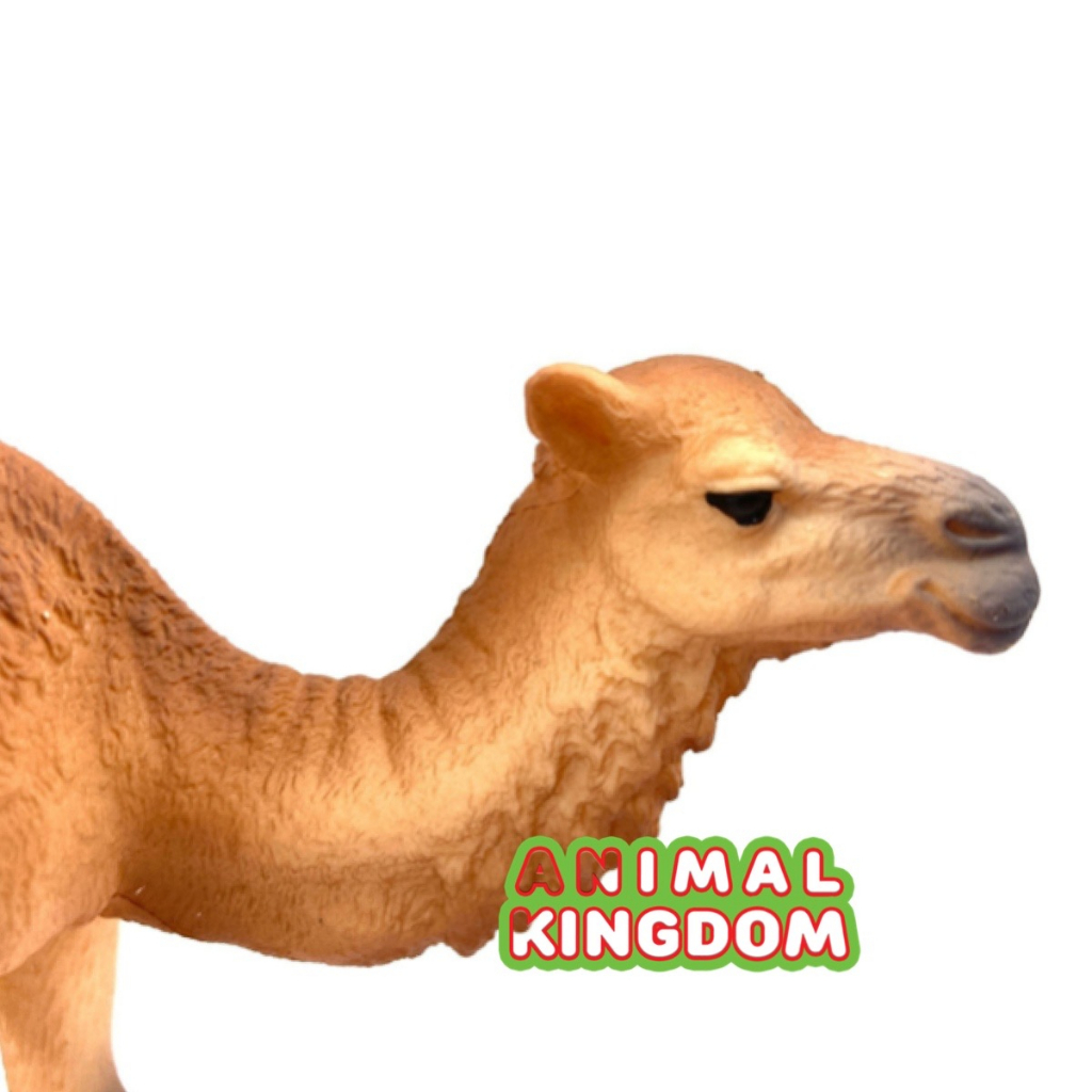 animal-kingdom-โมเดลสัตว์-อูฐ-หนอกเดียว-ขนาด-14-20-cm-จากหาดใหญ่