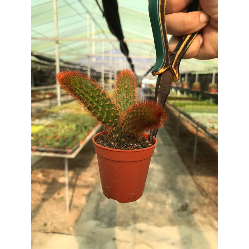 หางกระรอกสีแดง-cactus-echinopsis