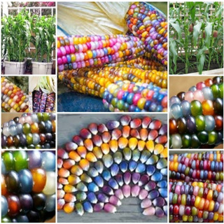 เมล็ดพันธุ์ ข้าวโพด ข้าวโพดอัญมณี20 เมล็ด GlassGem CornSeed เมล็ดพันธุ์แท้100% ปลูกผักสวนครัว นำเข้าจากต่างประเทศ