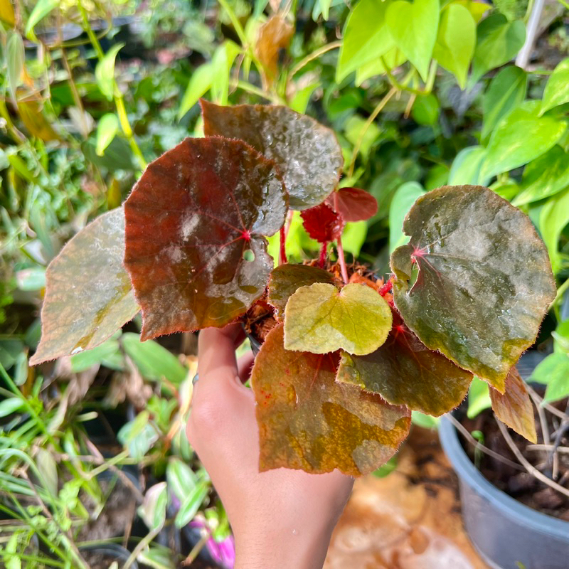 บีโกเนีย-begonia-ออกดอกทั้งปี