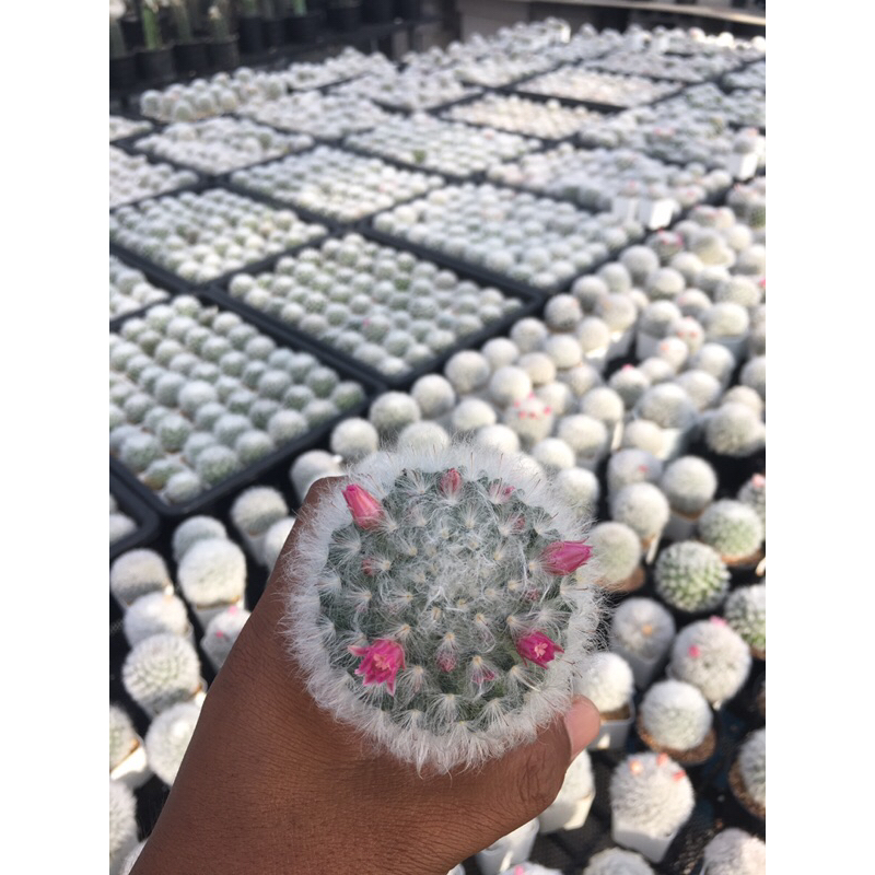 แมมขนแกะ-mammillaria-bocasana-cv-multilanata-พ่อค้าคัดให้ครับ