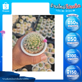 🎉เหลือ 20.- กรอกโค้ดDET50MAR ] คาเมเน่เหลือง  ดอกชมพู (Mammillaria carmenae) อยู่ในกระถาง 2.5นิ้ว