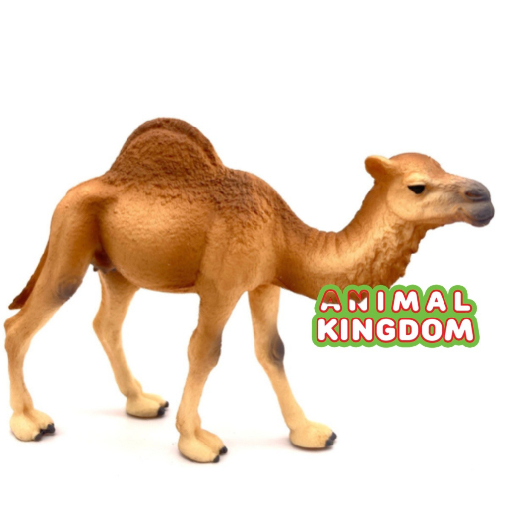 animal-kingdom-โมเดลสัตว์-อูฐ-หนอกเดียว-ขนาด-14-20-cm-จากหาดใหญ่